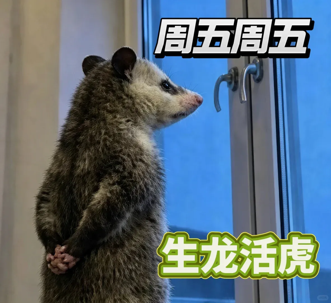 Word文档图片