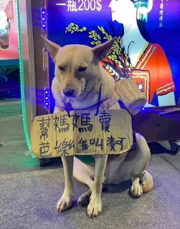 Word文档图片