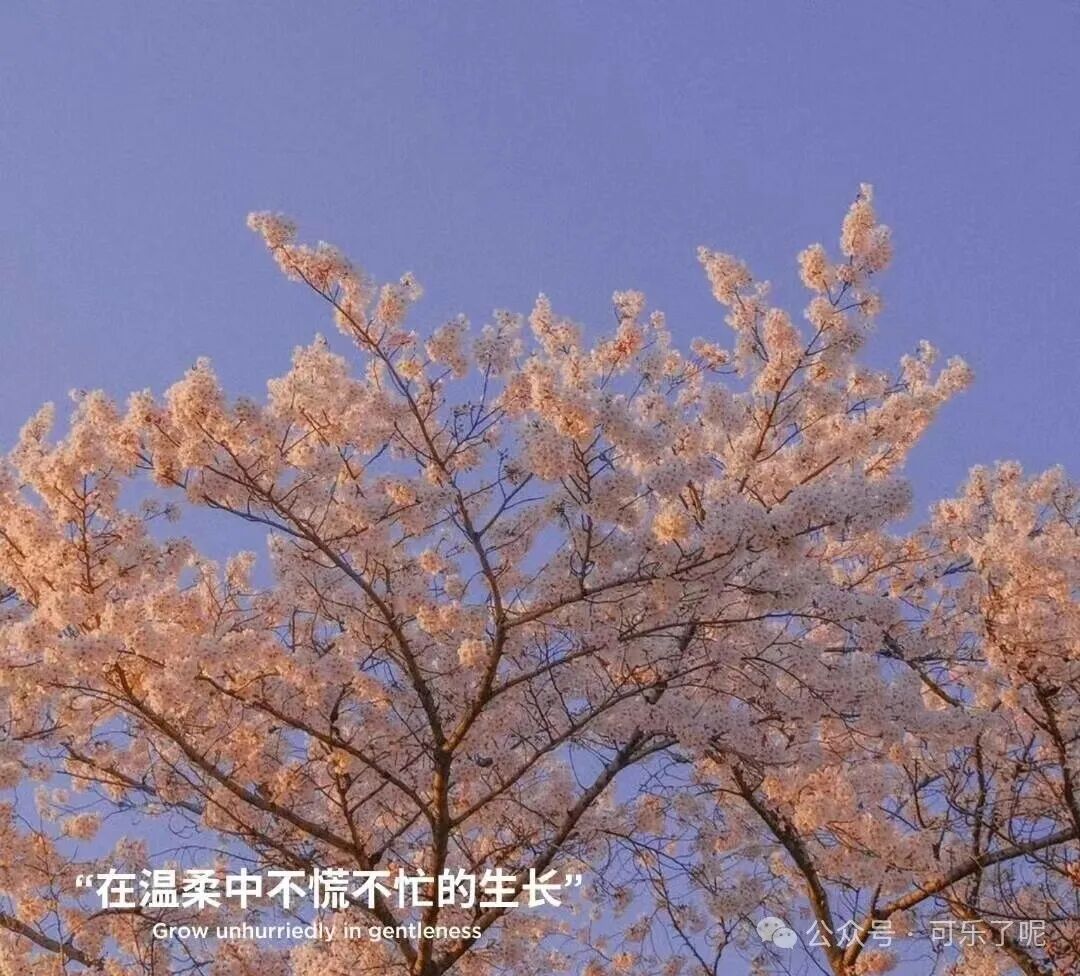 Word文档图片
