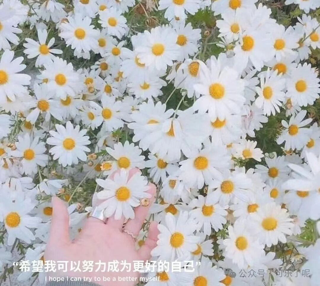 Word文档图片