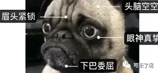 Word文档图片
