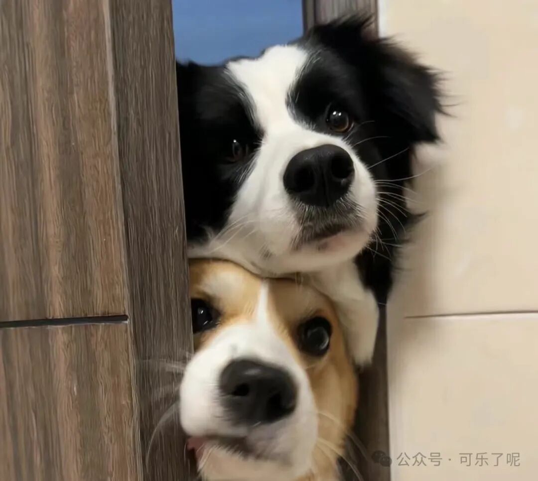 Word文档图片